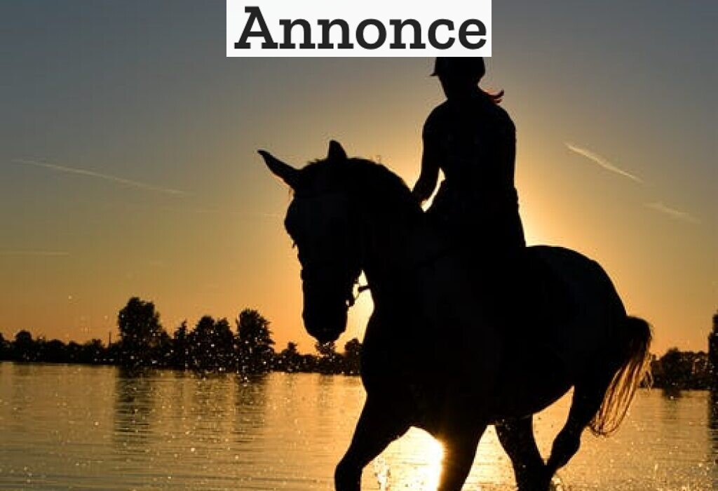 Aktiviteter sammen med din hest