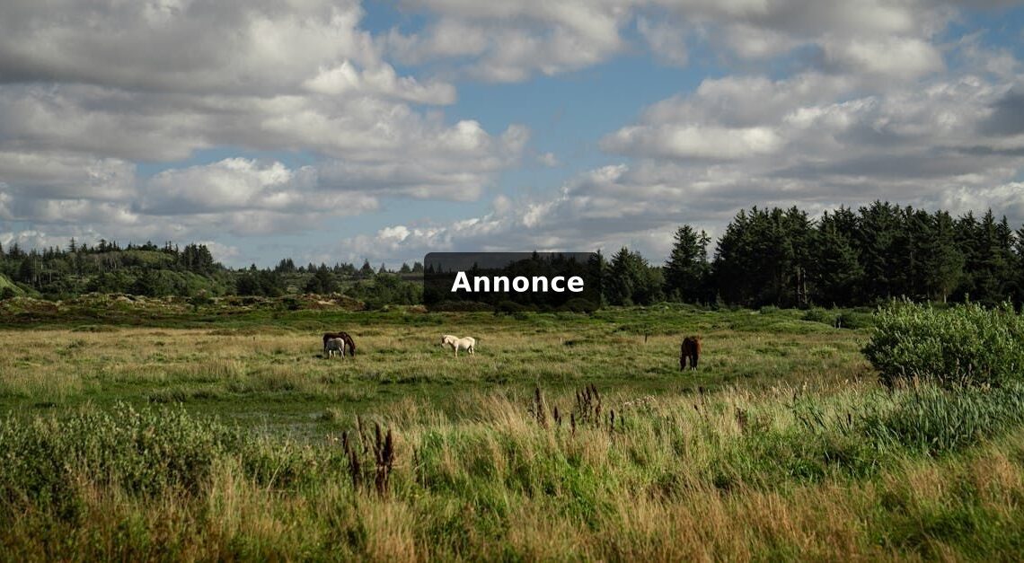 Dyreforsikring i Danmark: Heste, hunde og andre kæledyr